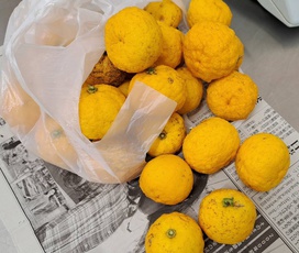 マリネには、観察園で採れた柚子の果汁を入れました。