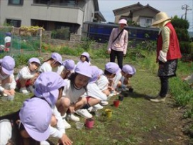 畑の多田先生から、『枝豆』の種の蒔き方を教えていただきました。「指でちょこんと穴をあけて・・・」（幼稚園年中　ふじ組）