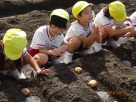 「大きいおいもができますように!」願いを込めて、おまじないを唱えるきく組さん（幼稚園年長）・・・