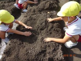 優しくそっと土のお布団をかけるきく組さん。（幼稚園年長）