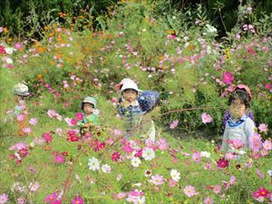 観察園のコスモス、ゆらゆらゆれてきれいだね!白・ピンク・・・黄色もコスモスかなあ？(保育園5年保育　こうめ組）