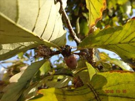 園のシンボル柏の木に実がなりました!園庭のどこに植えてあるかご存知ですか？