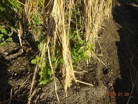 ２学期に年中組さんが植えた『スナップエンドウ』も冬支度で寒さに立ち向かっています。