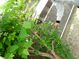 、「くわ」の実がついていることを教えてくださいました。まるで虫食いのような葉の形も特徴的ですね。