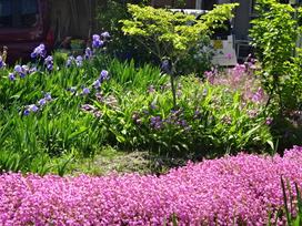 事務所西側の花壇でも咲き誇っている「ふくろなでしこ」は、畑の先生が毎年、種から育てています。