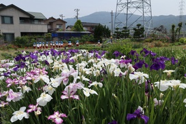 観察園の「菖蒲」の花も見頃です！