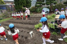 幼稚園のお友だちは「スナップエンドウ」保育園のお友だちは空豆の種を蒔きました。可愛い苗が愛おしいですね。