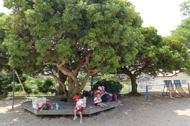 東牟礼園の子どもたちには「木登りの木」として親しまれている『ヤマモモの木』ですが…