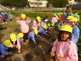 【さつまいもは、根が太ったもの、じゃがいもは、くきが太ったもの】です。！（保育園年長　すずらん組）