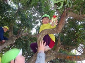 ヤマモモの木にサンタさんからの手紙が！今年は幼稚園年長ゆり組さんが見つけました。