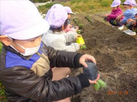 苗を指ではさんで…くるりんとひっくり返す…。」（幼稚園年中　あじさい組）