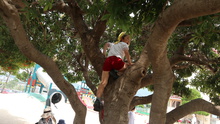 東牟礼園のシンボルツリー「山モモの木」は、木登りに最適！この季節はたくさん山モモの実が実ります。