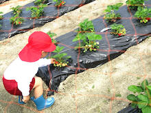 真っ赤なイチゴみ～つけた！